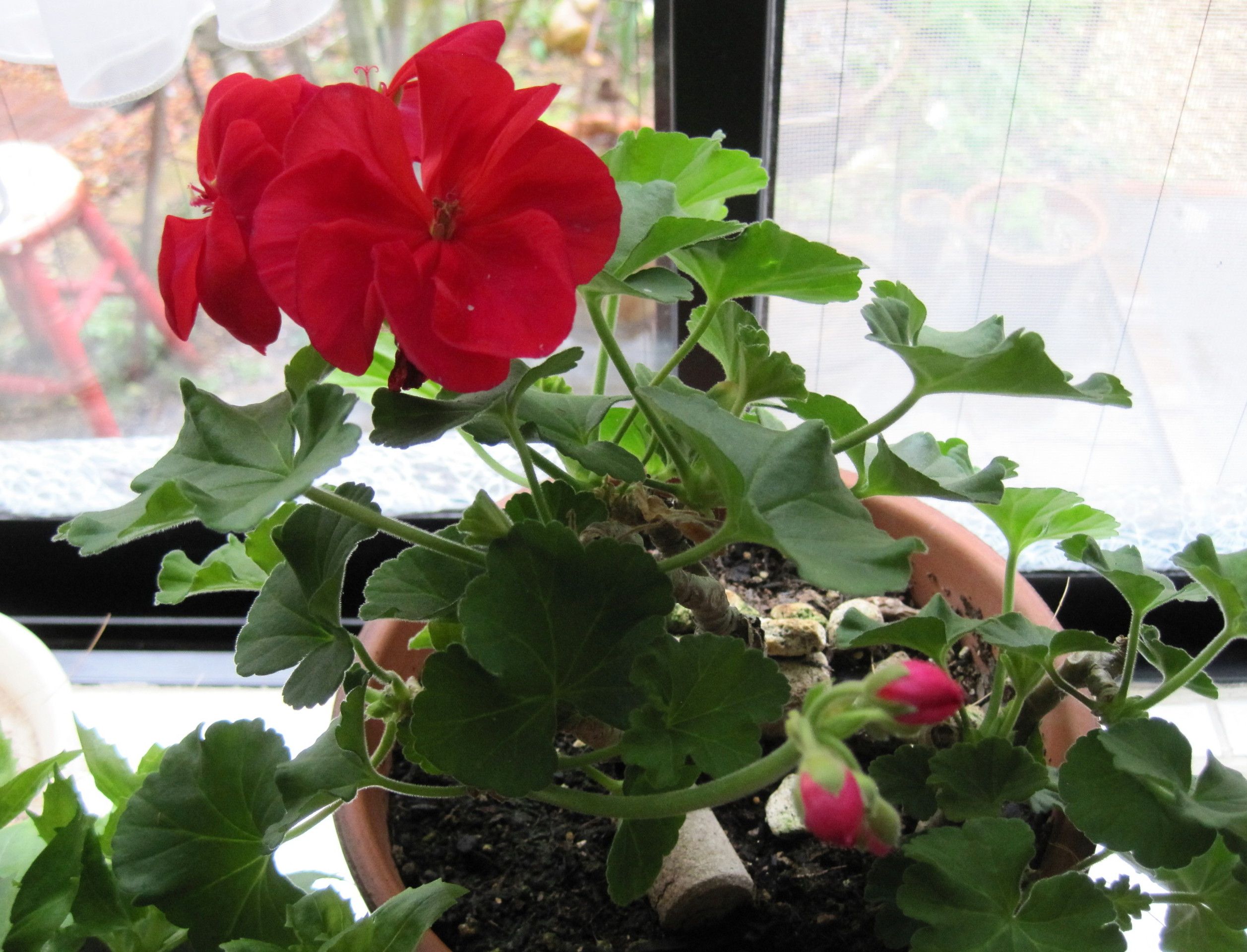 冬の赤系のお花たち たねをまく日々 楽天ブログ