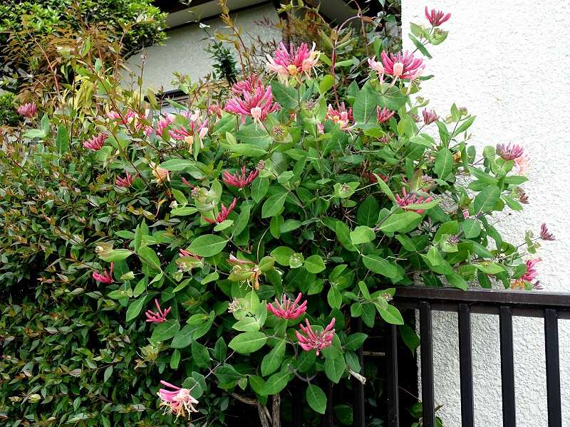 5月6日 今日の一花 ハニーサックル Gazengamaのブログ 散歩中に出合った花と趣味の陶芸作品 楽天ブログ