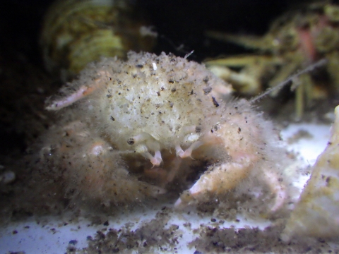 激レアな深海性のカニの飼育経過 海水魚が好き 楽天ブログ