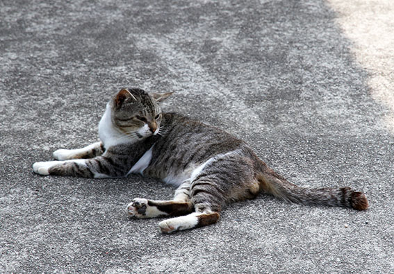 我が家のニャンコ♪2014/06/21-3