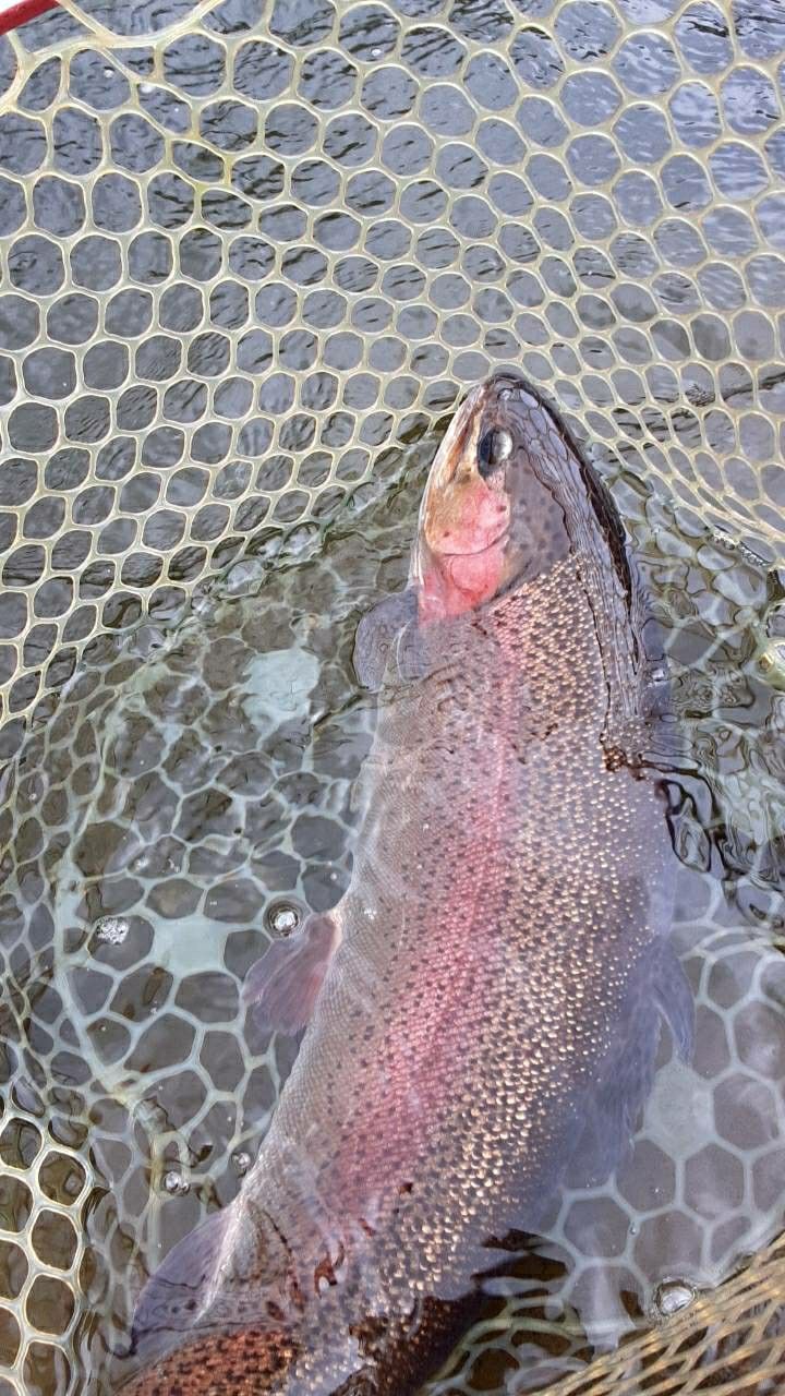 よく読まれている記事一覧 タカの管釣り釣行記 楽天ブログ