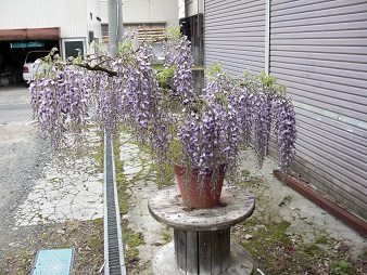 CIMG2559藤001.jpg