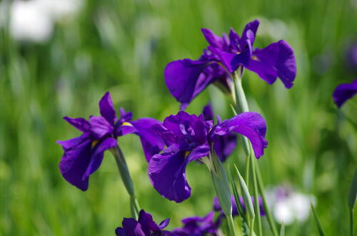 堀切菖蒲園の花菖蒲