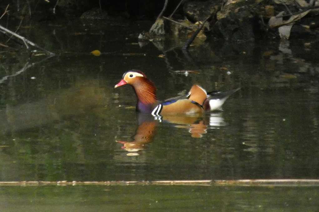 515