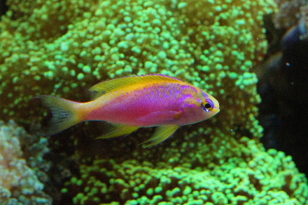 2014_0715ｳﾐｲﾁｺﾞ､ﾍﾞﾝﾄﾗ0024.JPG