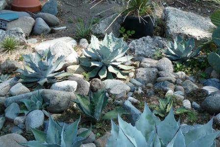 アガベ・サルミアナ・フェロックス”ローガンカルホーン”～実生苗