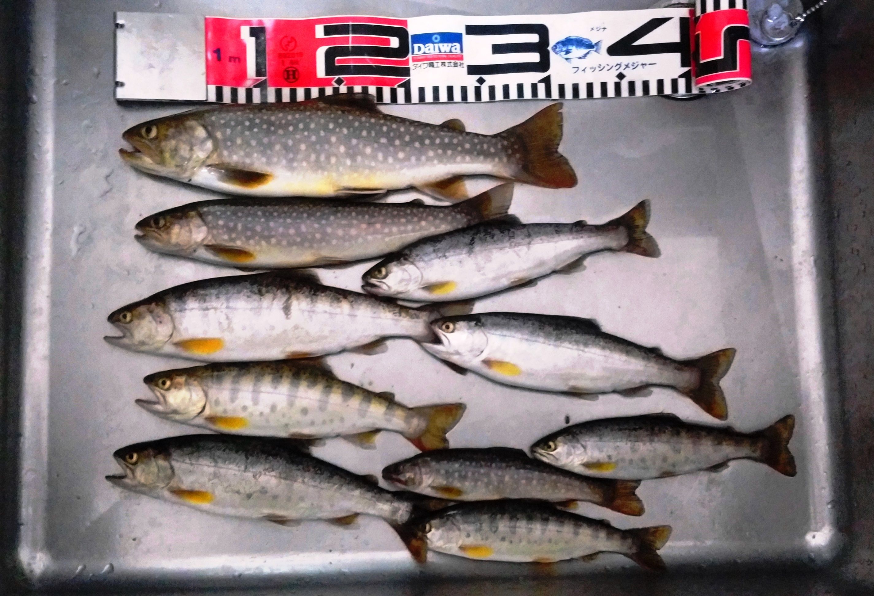 男の趣味 サクラマスのブログ 楽天ブログ