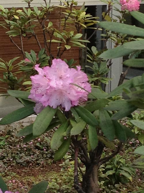 シャクナゲの花