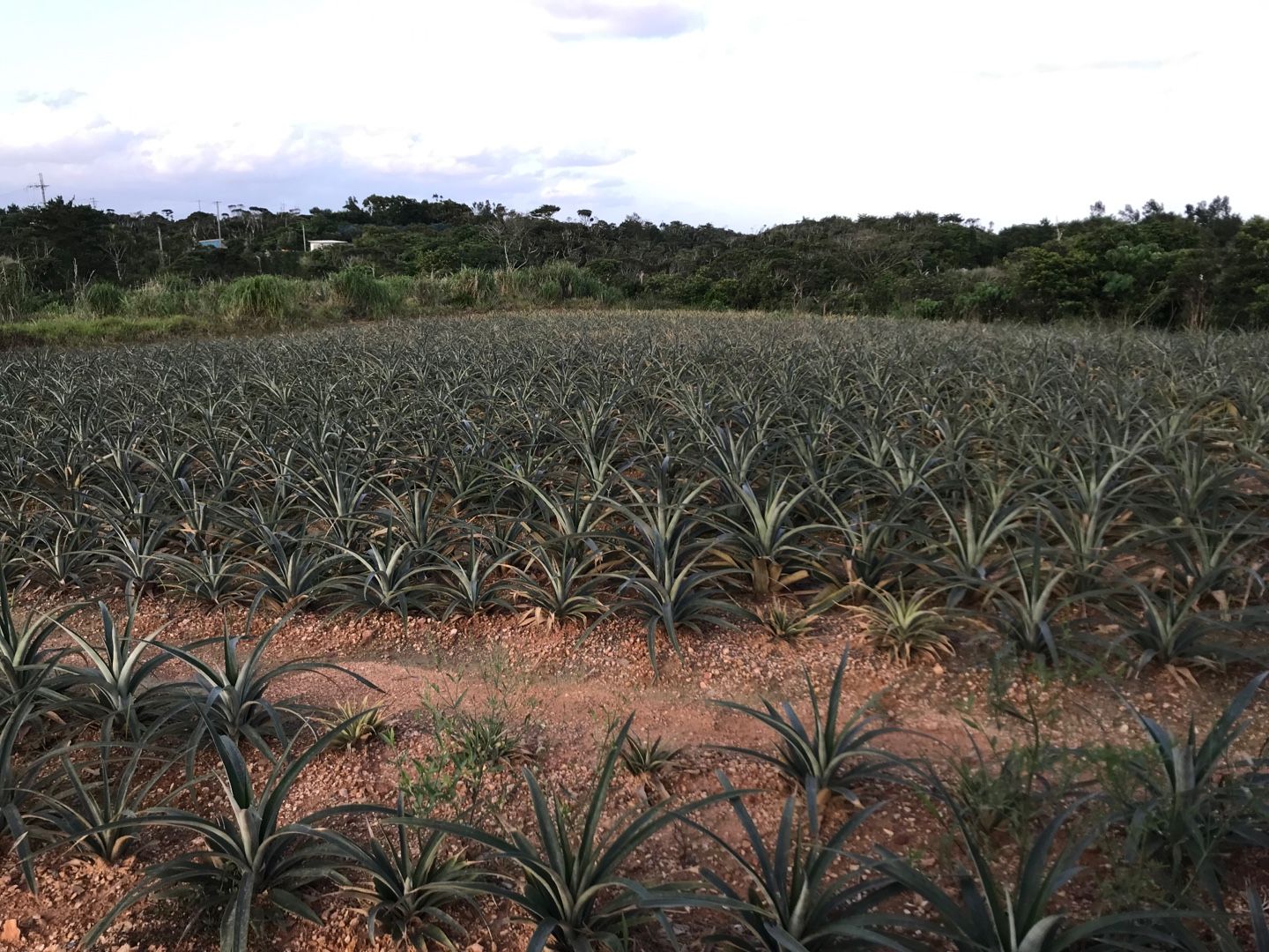 来年収穫パイナップル ラグリでマンゴーとパイナップルを栽培してます 楽天ブログ