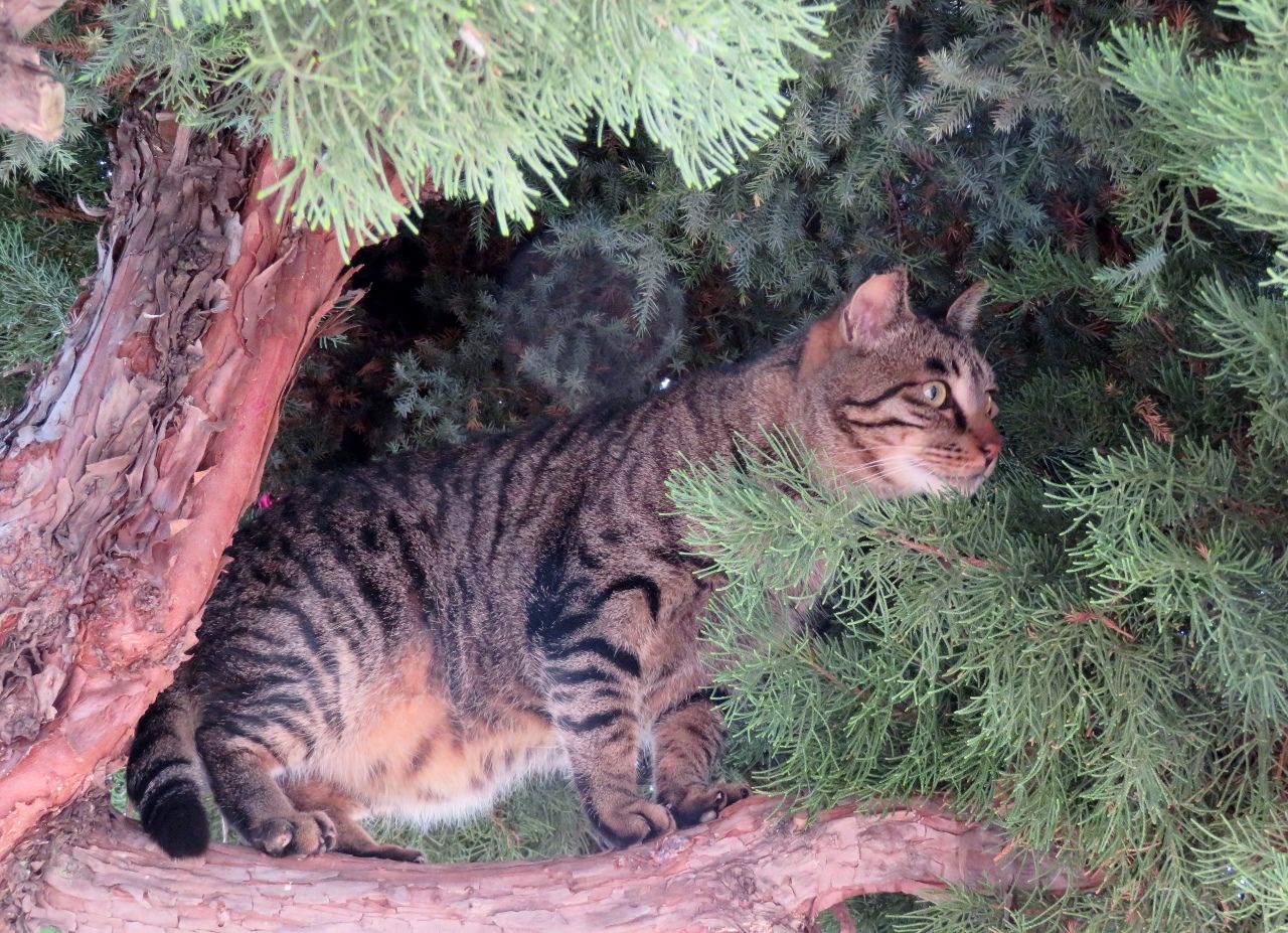 猫はおだてなくても木に登る!?の巻 その2 | 人さまのネコ - 楽天ブログ