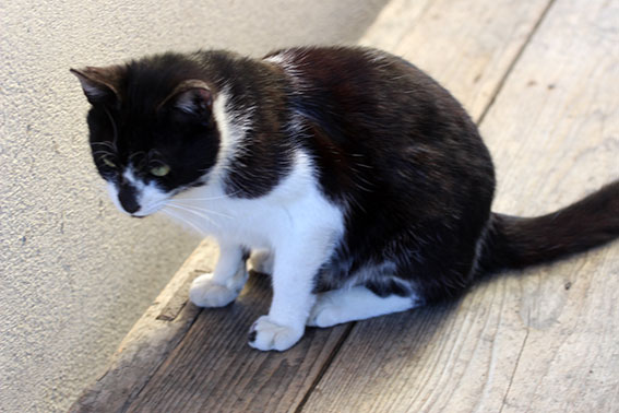 我が家のニャンコ♪2015/3/29-3