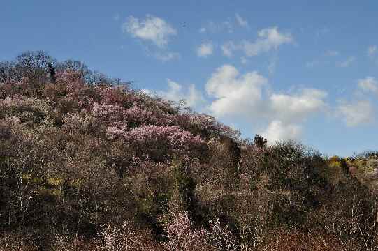 花見山公園