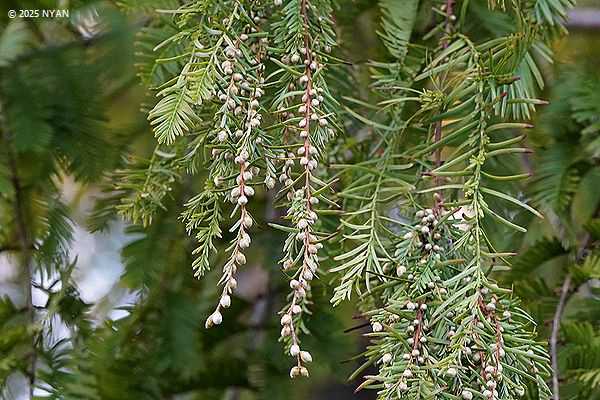 メタセコイヤ（曙杉、ヒノキ科）