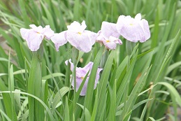 菖蒲城址、菖蒲園