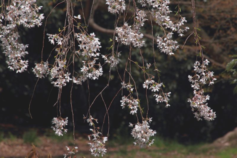 京都御苑_008.jpg