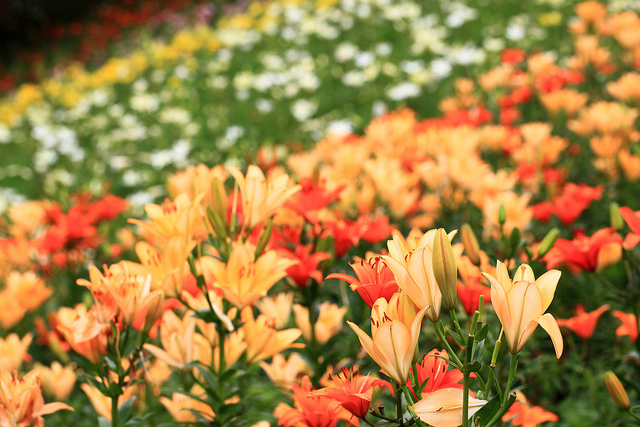 TANAKA Juuyoh (田中十洋)9.jpg