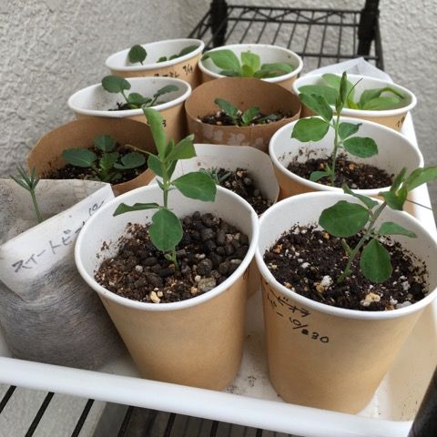 種から育てる その他 花いっぱい咲かせたい 楽天ブログ