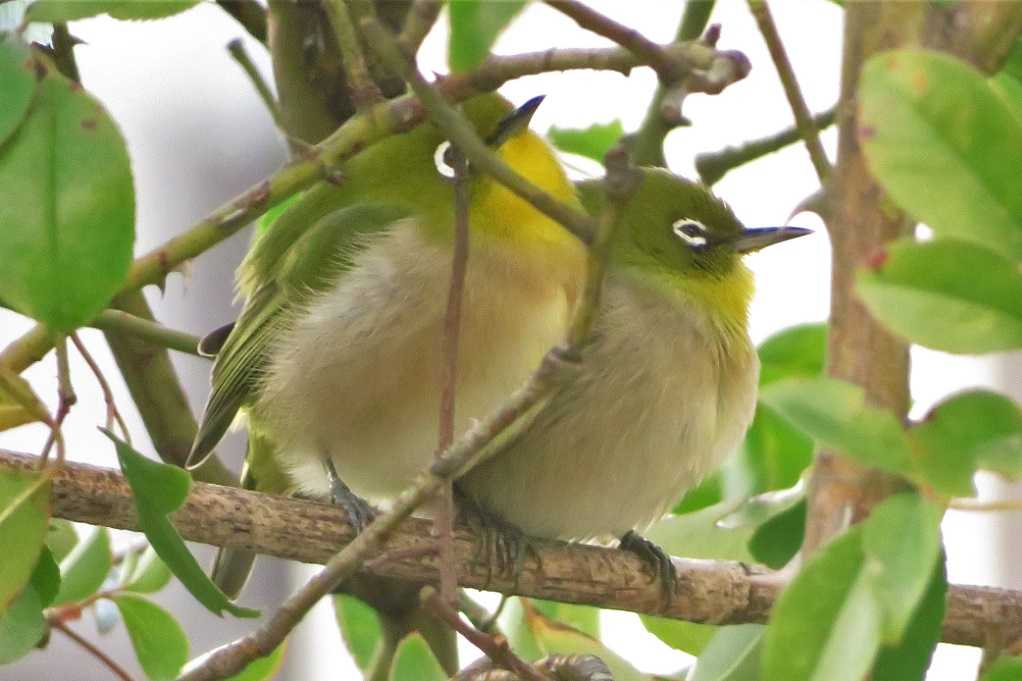 庭の野鳥;蜜柑メジロ、仲良しメシロ、万両ヒヨドリ、土浴びスズメ。 | 大分金太郎の花鳥蝶月 - 楽天ブログ