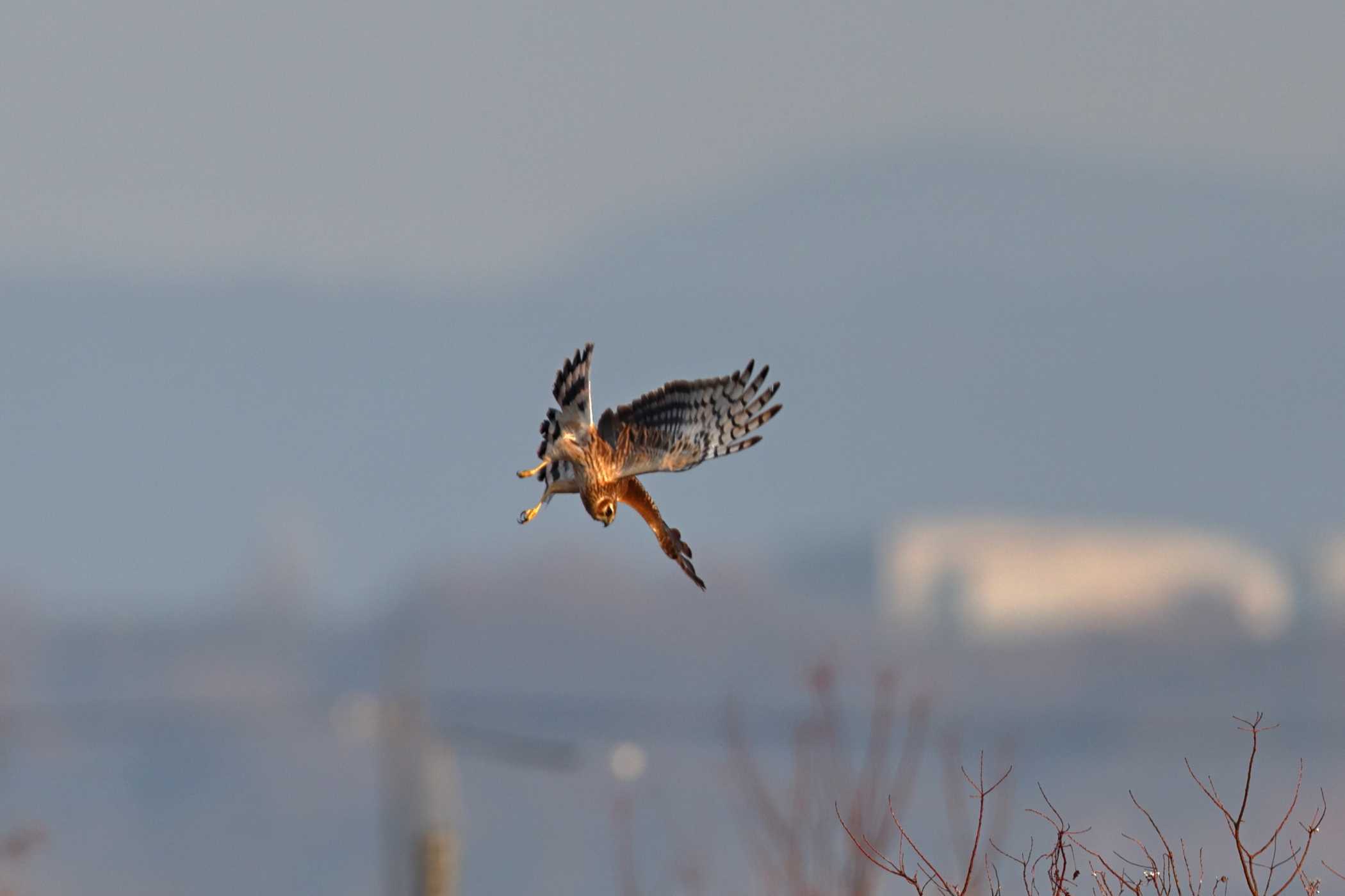 ハイイロチュウヒ雌ｖｓチュウヒ 野鳥ブログ イノセントｂｉｒｄｅｒ 楽天ブログ