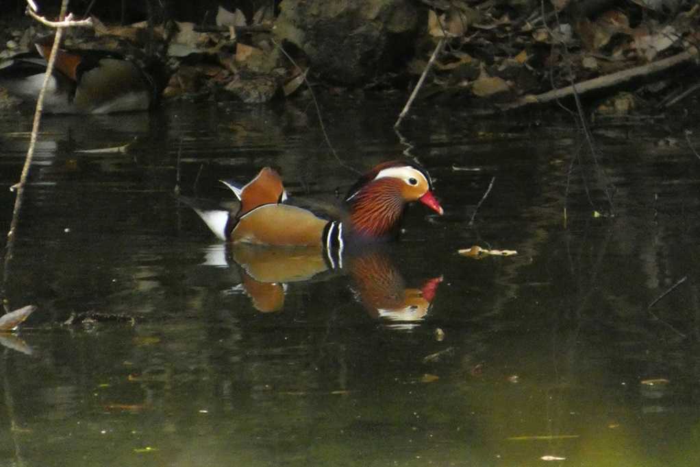 515
