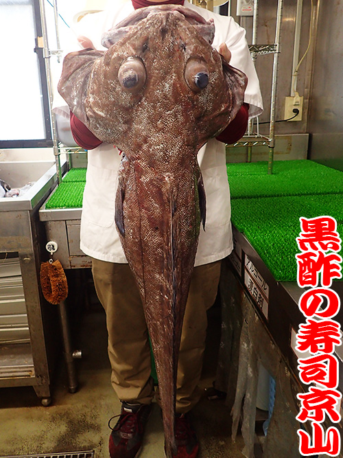 ソコクロダラ　深海魚.jpg