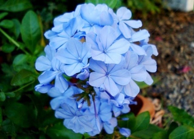 瑠璃茉莉の花 花と蕎麦とリハビリと 楽天ブログ