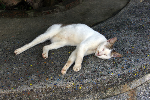 無防備に寝る猫