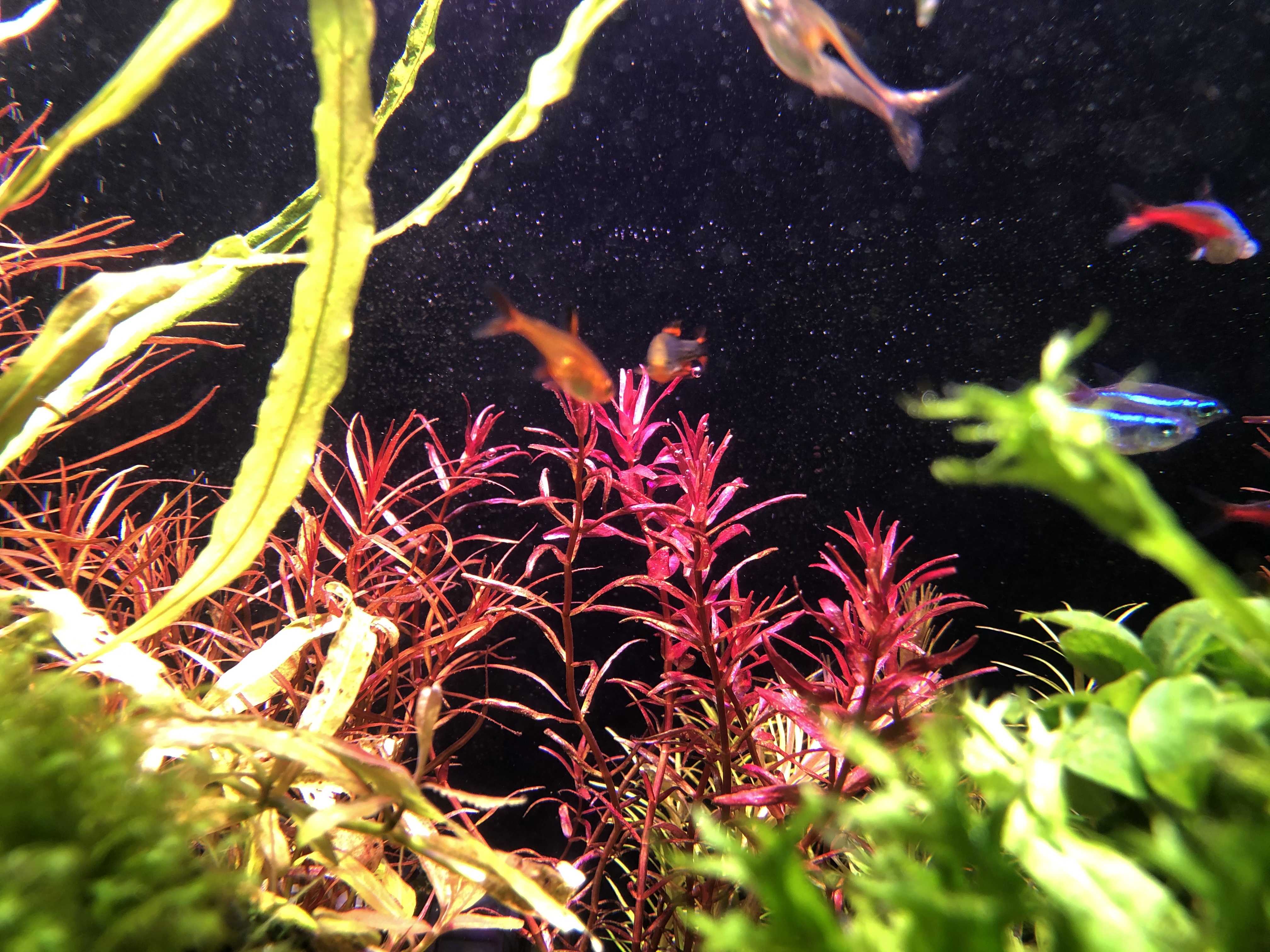今日の水槽 5 9 癒しの Aqua Life 楽天ブログ
