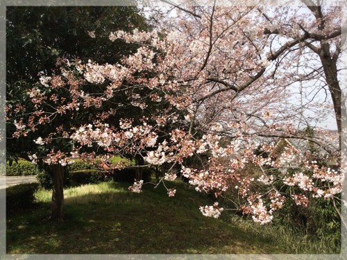 岡村公園の桜