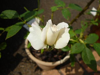 P1070827ss.jpg