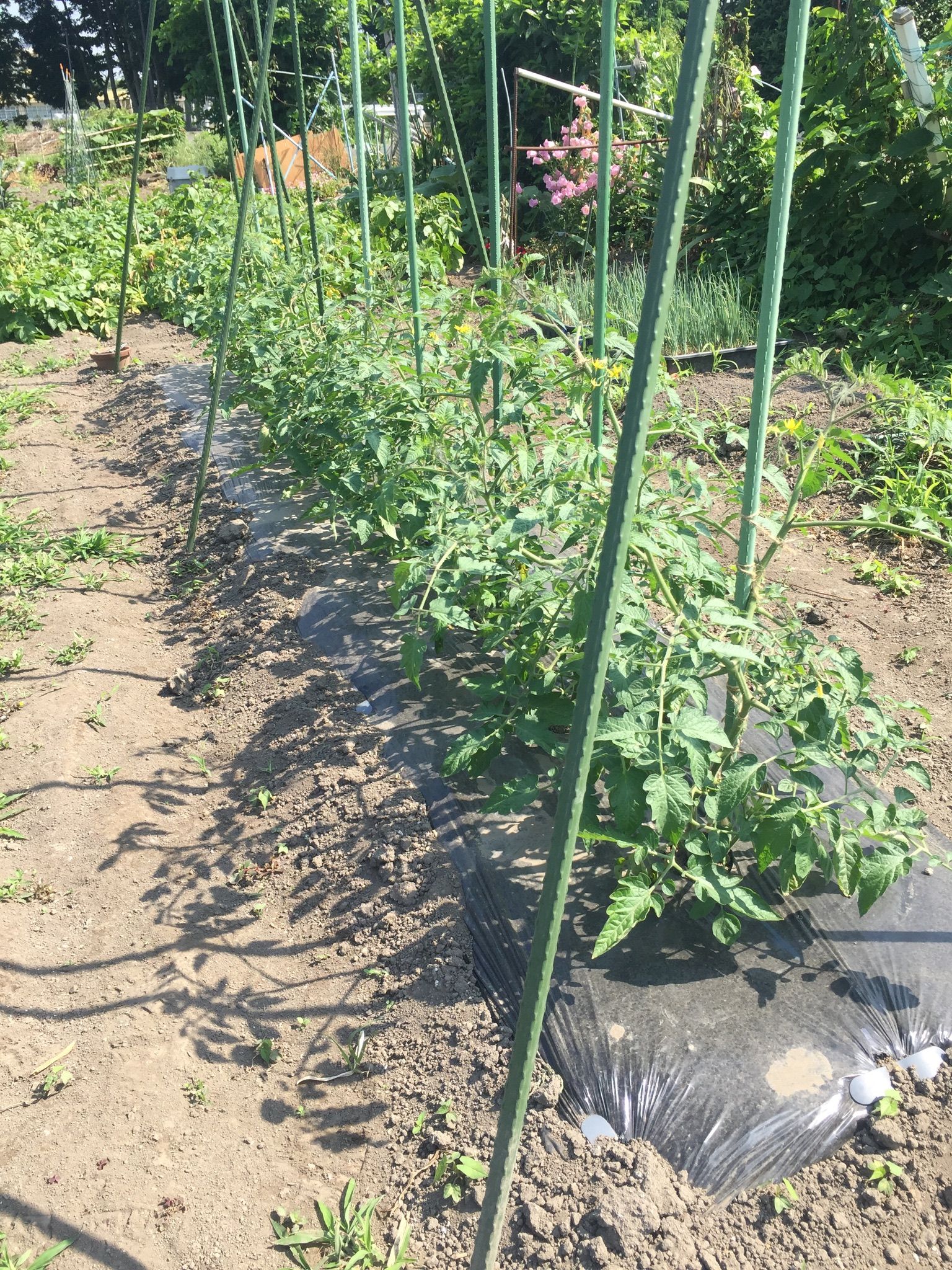 ミニトマトは2本仕立てで収穫量アップ ちょろ松の家庭菜園奮闘記 楽天ブログ
