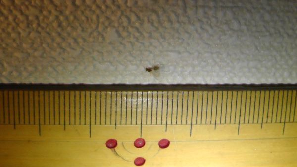 秋に網戸をすり抜ける小さな羽アリは キイロシリアゲアリ Noahnoah研究所 楽天ブログ