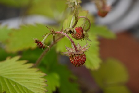 P1000886.jpg