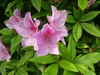 DSC_2949.jpg