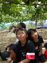 8月13日 ぶどう２　縦