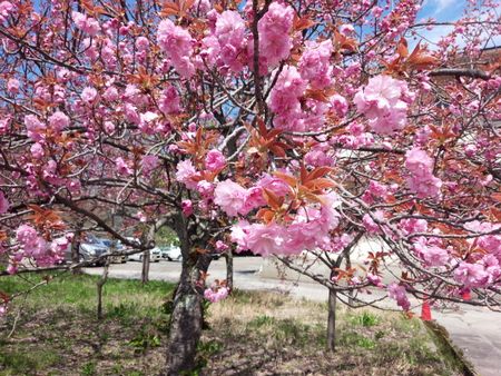 IMG_20150422_110554-p.jpg
