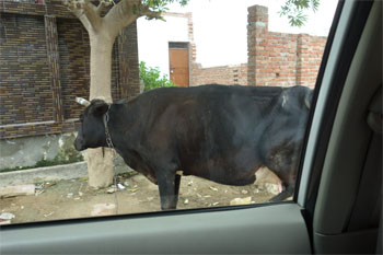 インド389.jpg