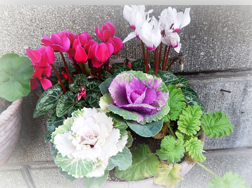 寄せ植え２