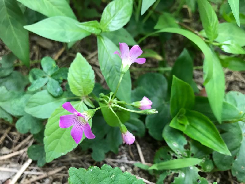 rblog-20180628172308-03.jpg