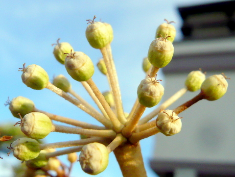 受粉済みの八つ手の花（1）