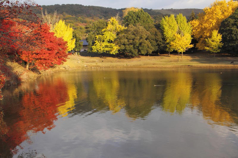 奈良公園・大仏池_005_1.jpg