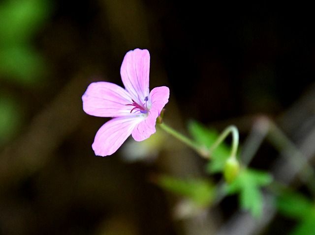 初秋の入笠山に咲く花 トリカブト トモエシオガマ コテングクワガタほか | himekyonの部屋 - 楽天ブログ