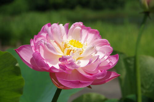 昭和記念公園のハスの花