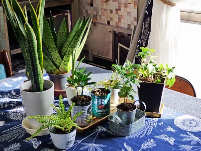 観葉植物に日光