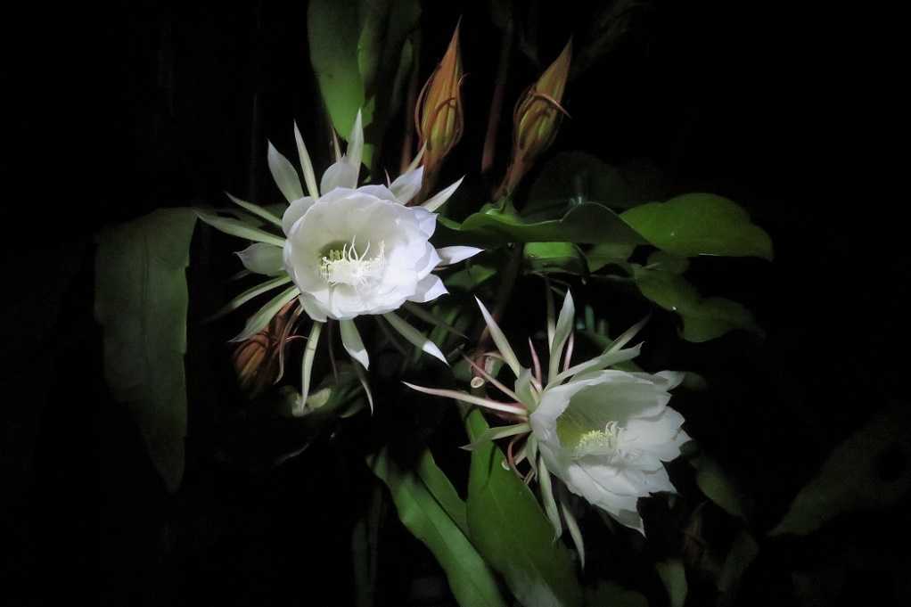 庭の花 月下美人が４輪咲きました 今季最初は蕾１９個が育ちです ヒマワリ 大分金太郎の花鳥蝶月 楽天ブログ