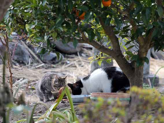 我が家のニャンコ♪2013/12/26-3