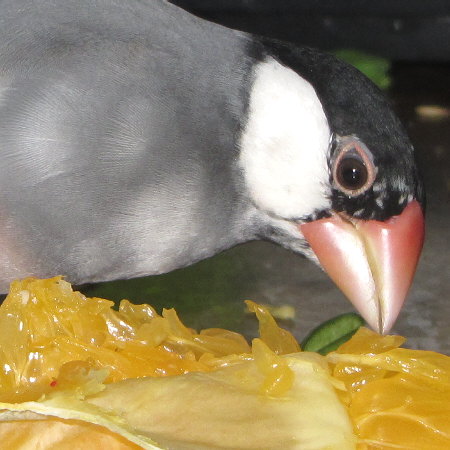 紅八朔を食べる文鳥（ミョー）