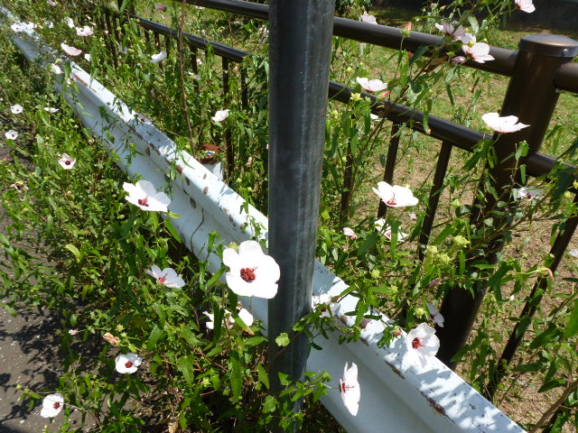 767 高砂芙蓉