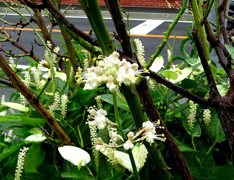 7月10日 今日の一花 その２ ヤブミョウガ 藪茗荷 Gazengamaのブログ 散歩中に出合った花と趣味の陶芸作品 楽天ブログ