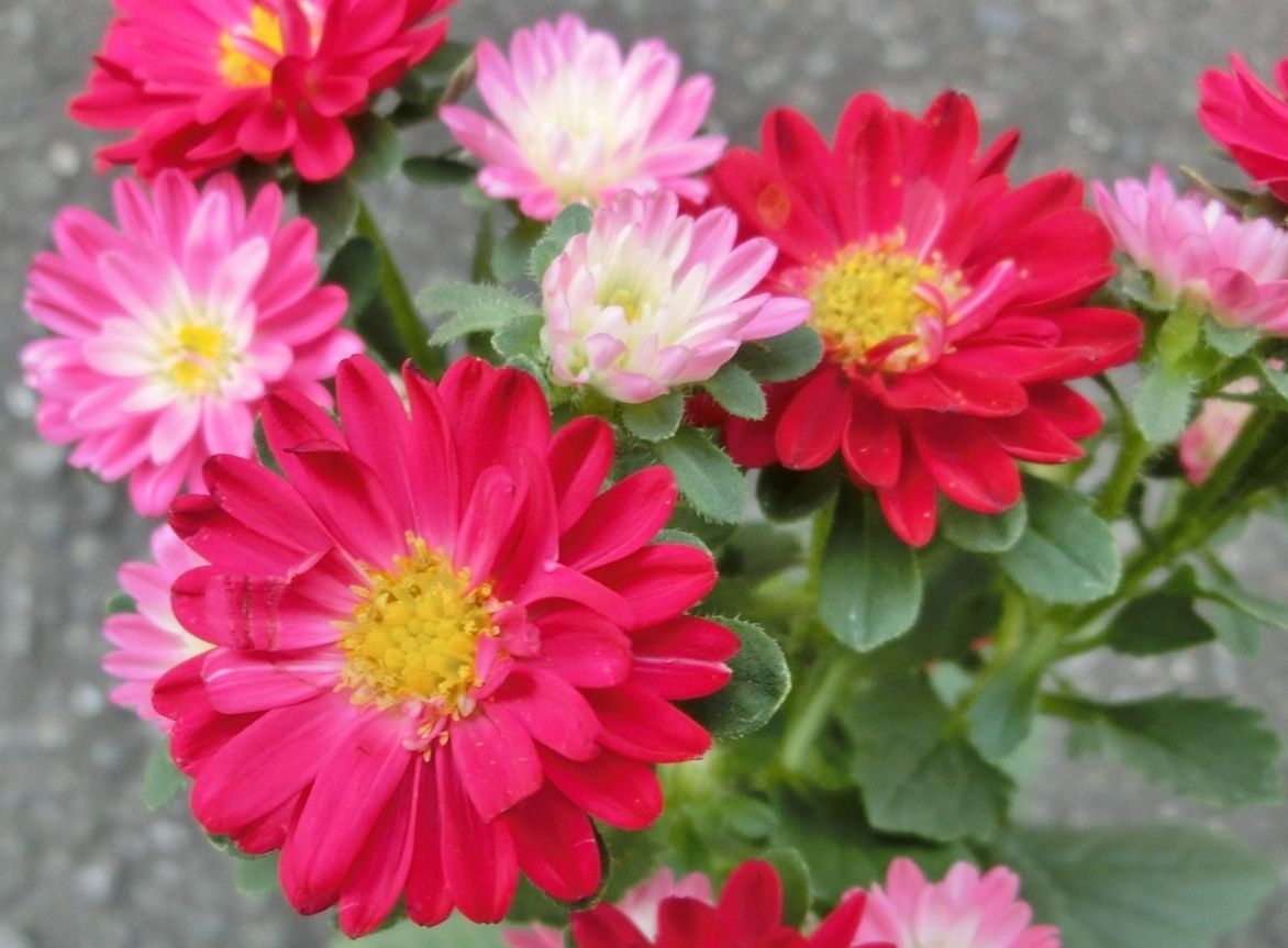 我家で咲く花たち 新しく仲間入りの花 だい のひとりごと 楽天ブログ